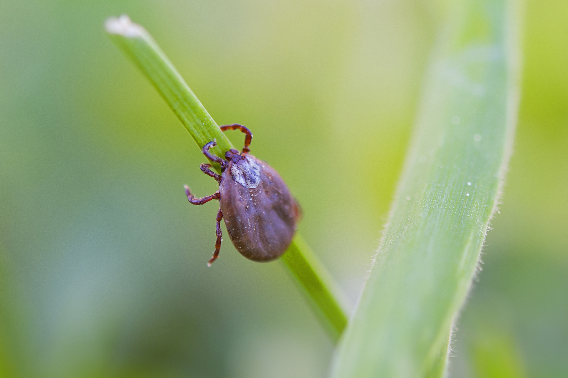 Tick and Flea Control